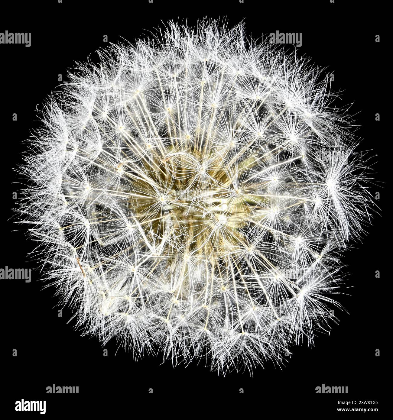 Danlelion clock hi-res stock photography and images - Alamy