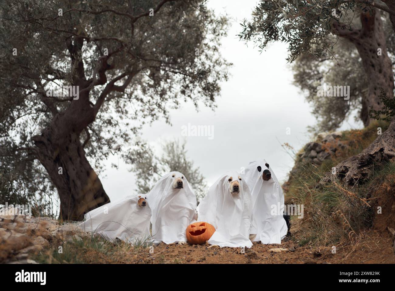 Dogs in Ghost Costumes, Four dogs dressed under an olive tree with a ...