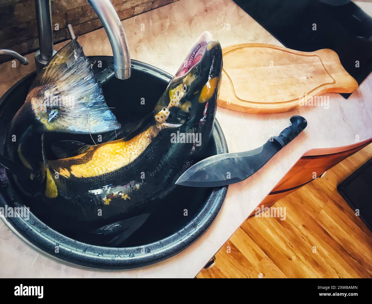 Phone photo, large male trout fish in a shell, large knife and cutting board. Stock Photo