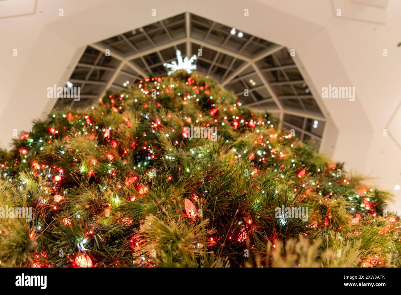 Lush evergreen Christmas tree adorned with multicolored lights and a star topper. Taken in Toronto, Canada. - Stock Image