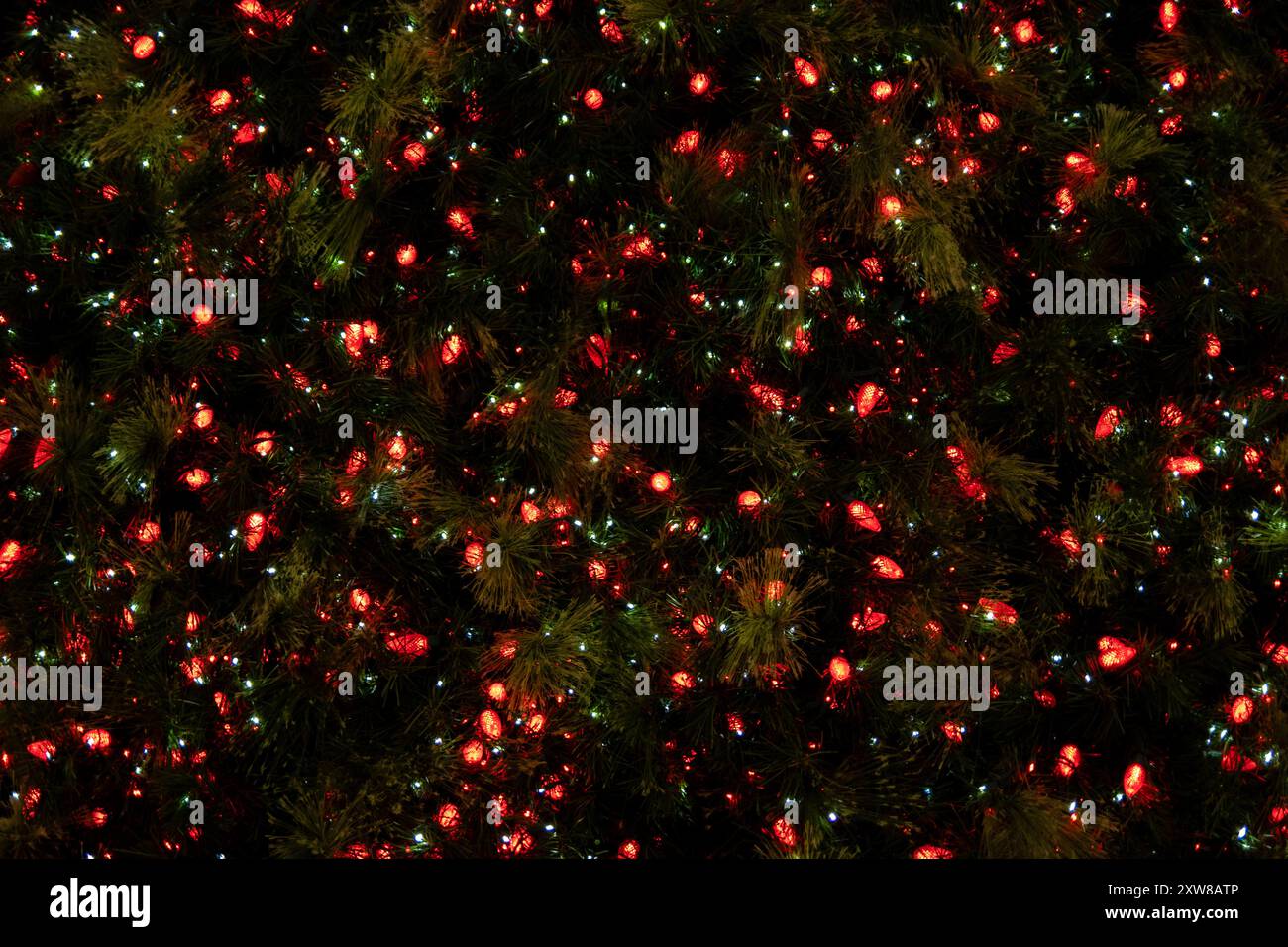 Lush evergreen branches interspersed with vibrant red lights - a close-up view of a decorated Christmas tree. Taken in Toronto, Canada. - Stock Image