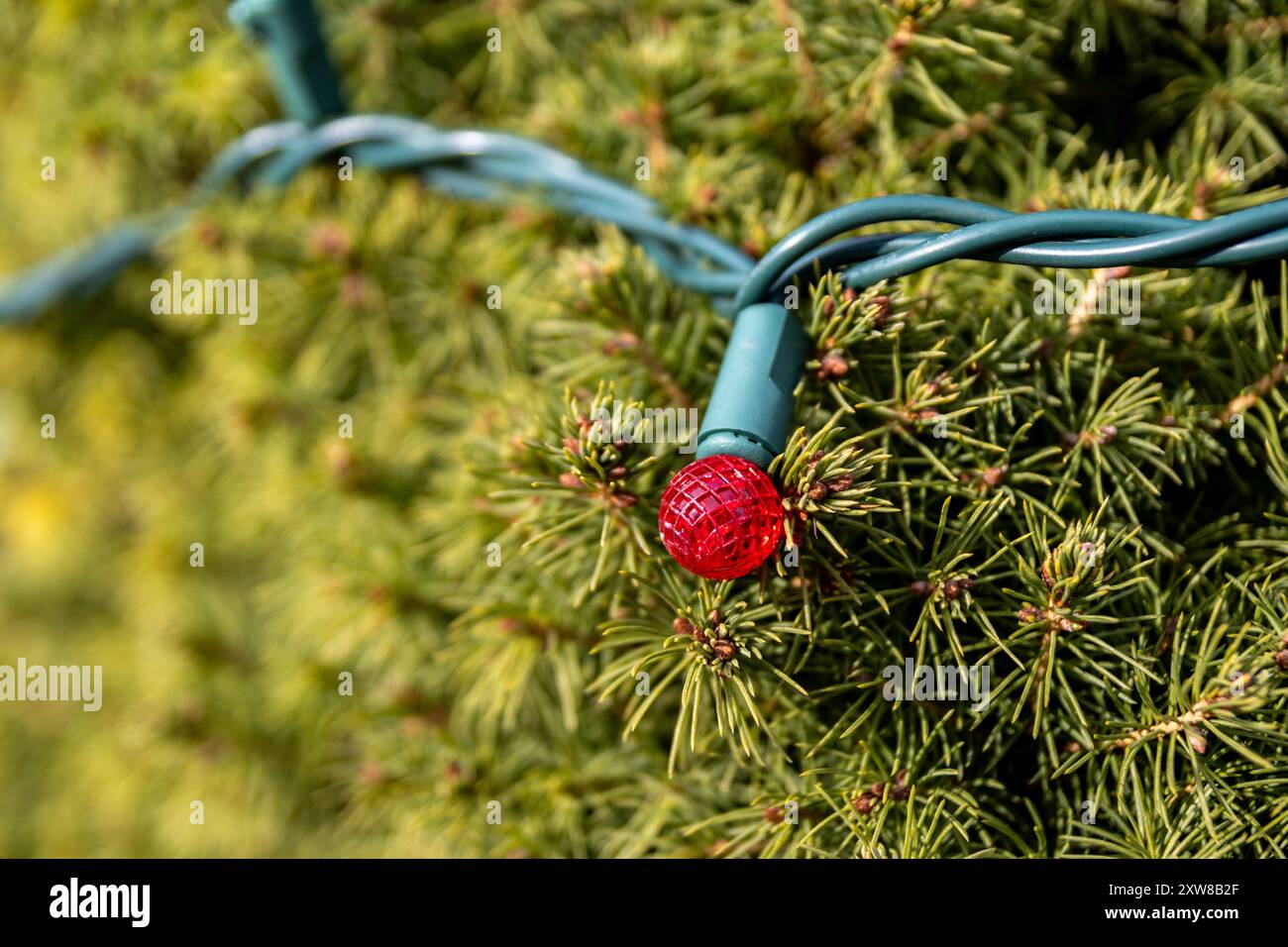 Close-up of a single red Christmas light nestled in dense evergreen foliage. Taken in Toronto, Canada. - Stock Image