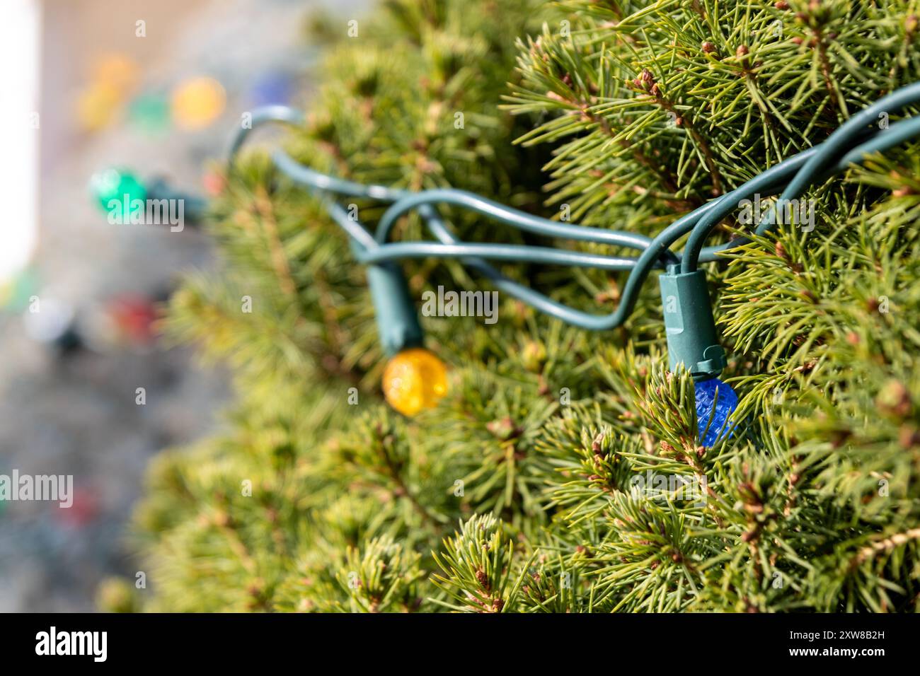Close-up of vibrant evergreen branches adorned with colorful Christmas lights - focus on a single yellow bulb. Taken in Toronto, Canada. - Stock Image