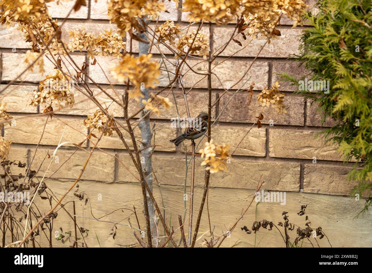 Sparrow perched on a dry branch - withered hydrangea flowers and evergreen foliage against a brick wall backdrop. Taken in Toronto, Canada. - Stock Image