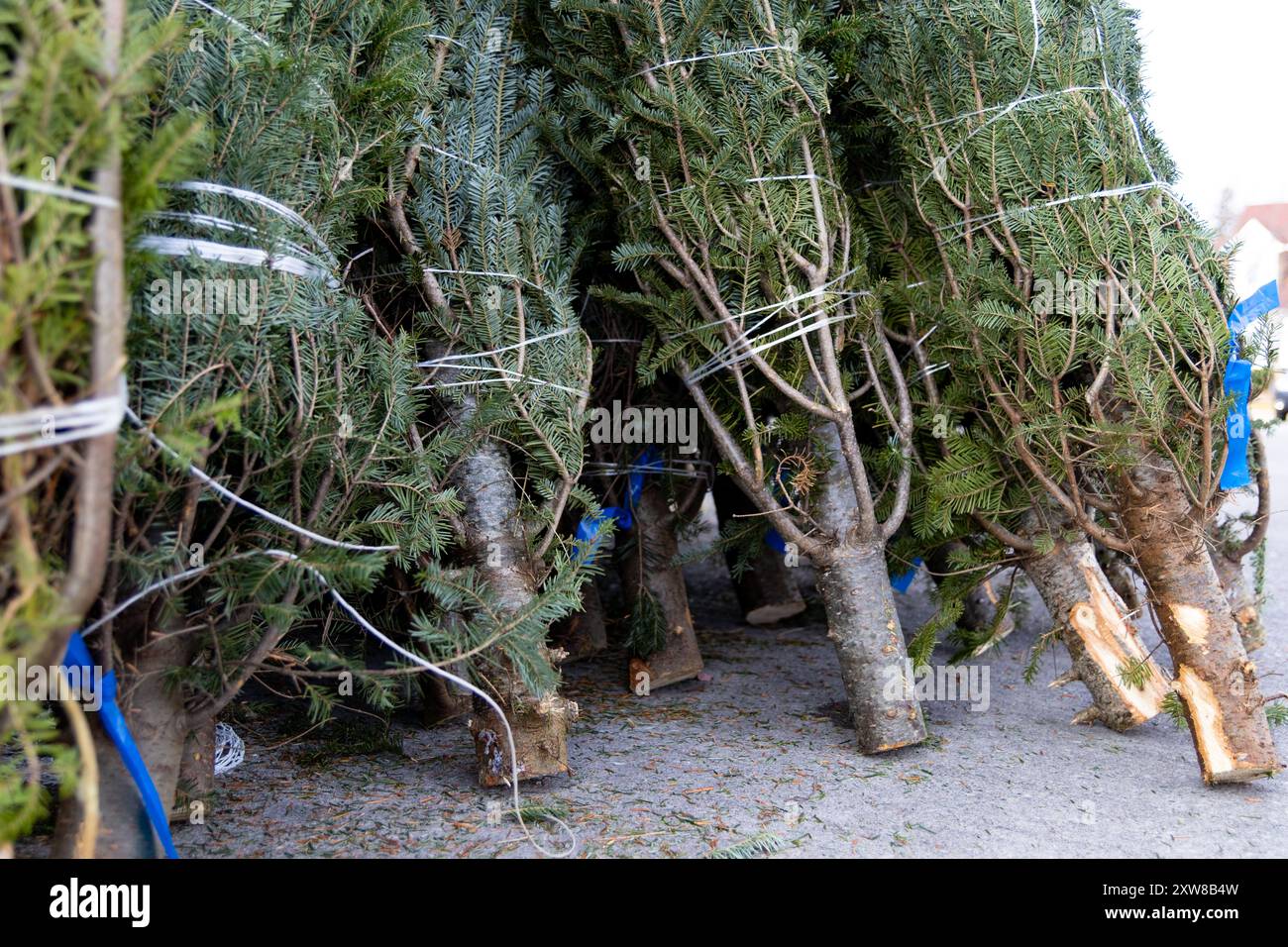 Christmas trees bound with twine lean against each other in an outdoor market. Taken in Toronto, Canada. - Stock Image