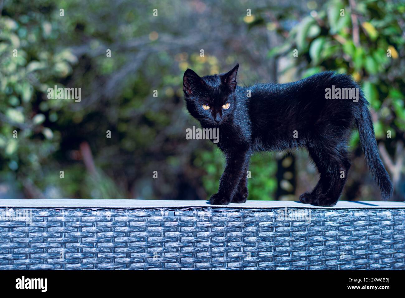 black cat portrait, vivid bright black color Stock Photo - Alamy