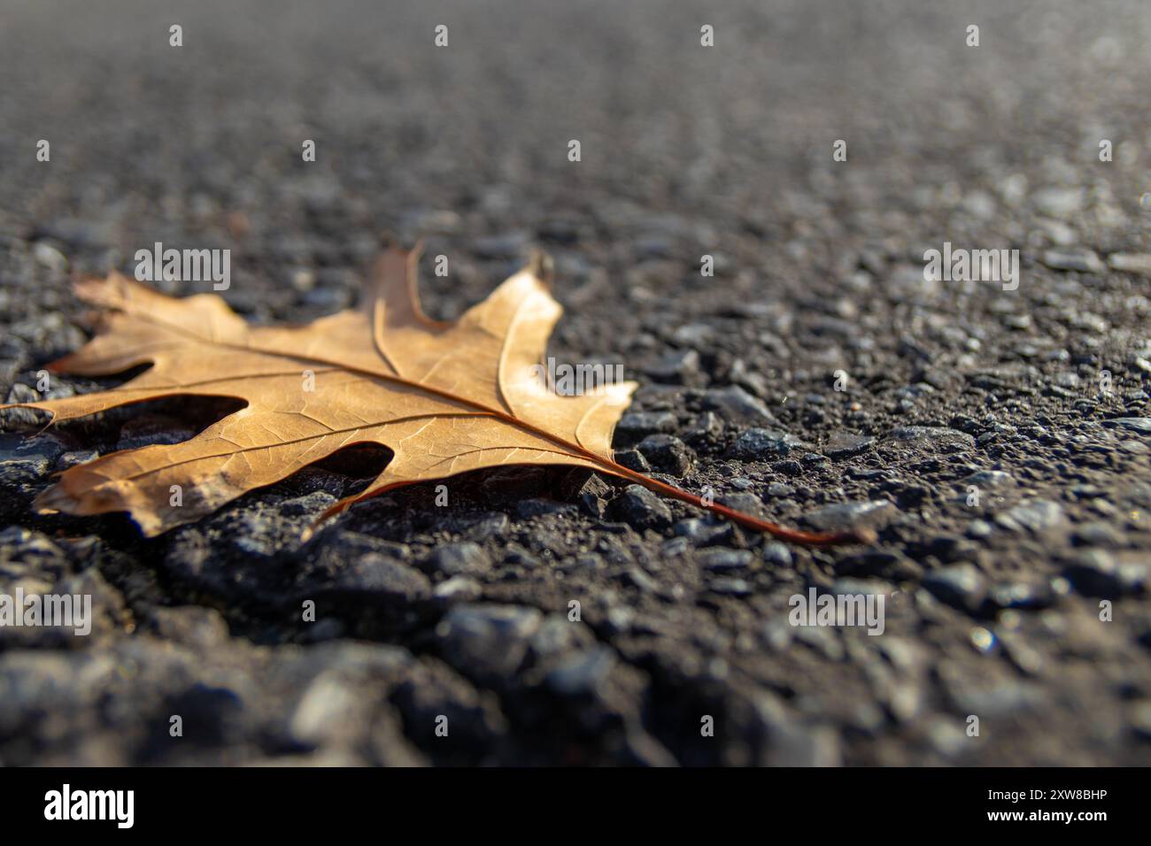 Sunlit brown oak leaf resting on textured asphalt - close-up shot capturing the intricate details of the leafs veins. Taken in Toronto, Canada. - Stock Image
