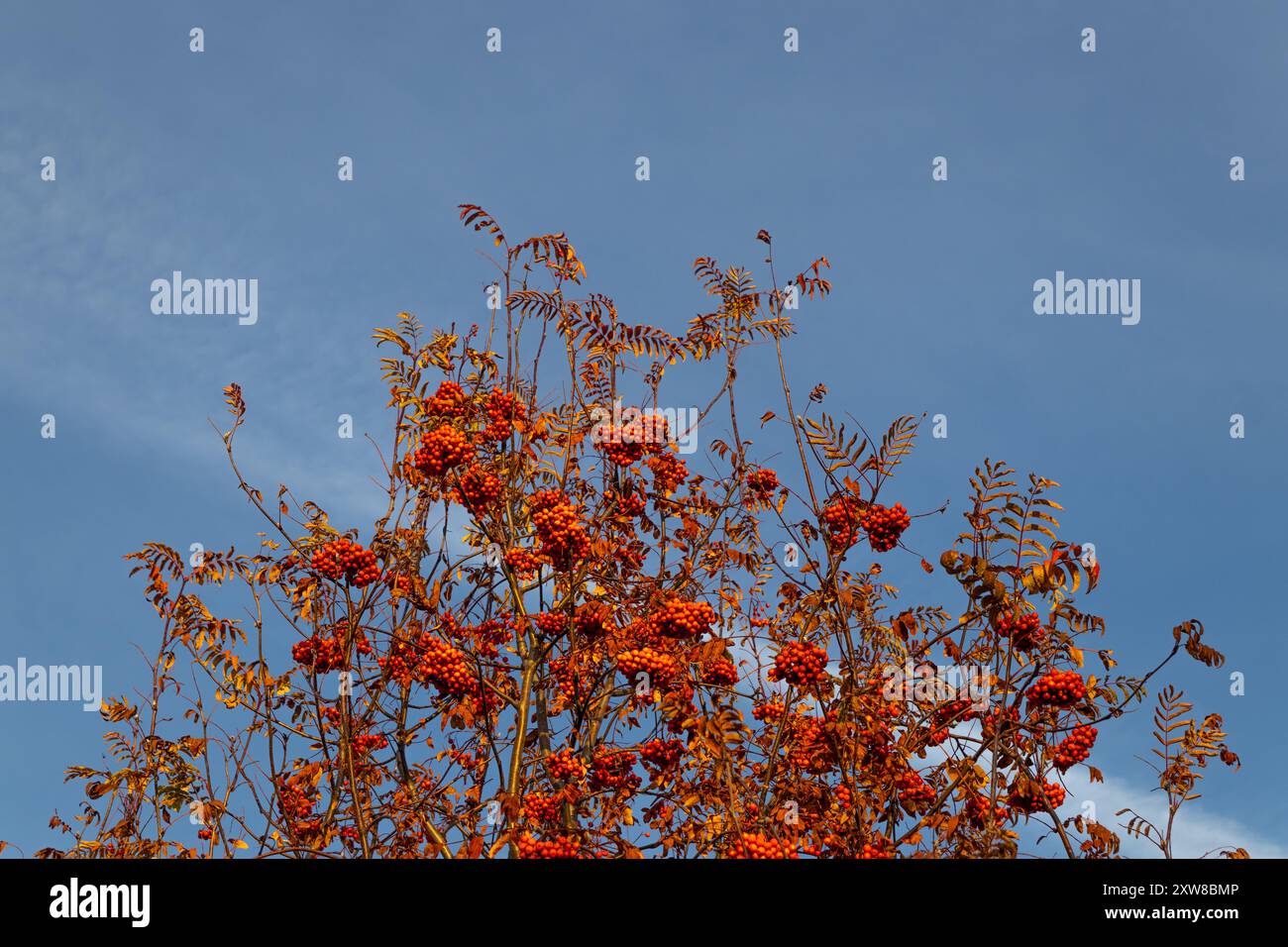 Vibrant orange rowan berries clustered among pinnate leaves against a soft blue sky - transition of seasons. Taken in Toronto, Canada. - Stock Image
