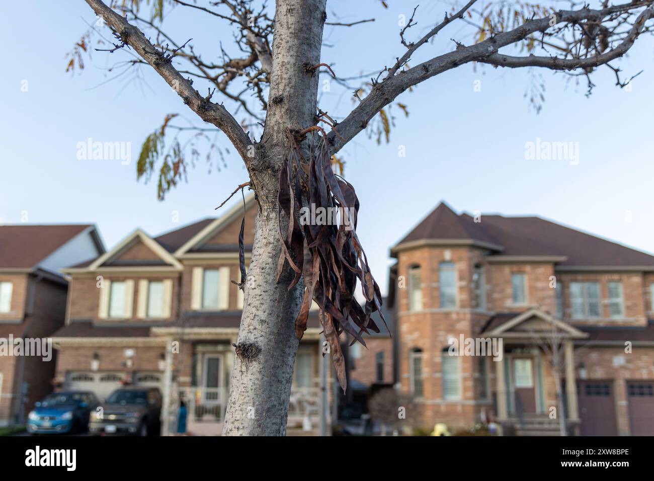 Sunlit brown tree with hanging seed pods in focus against blurred suburban houses under a clear blue sky. Taken in Toronto, Canada. - Stock Image