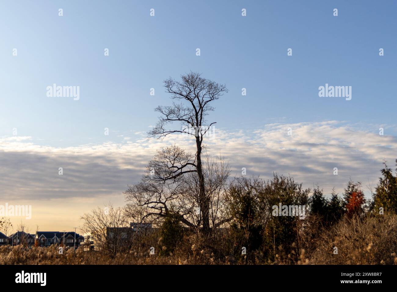 Bare tree stands tall against a sunset sky, flanked by autumn foliage and suburban backdrop. Taken in Toronto, Canada. - Stock Image