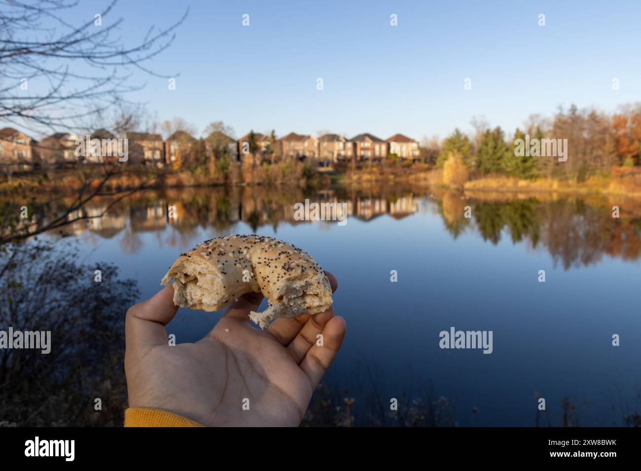 Sunrise-lit suburban landscape reflected in calm lake waters - hand holding a half-eaten everything bagel. Taken in Toronto, Canada. - Stock Image