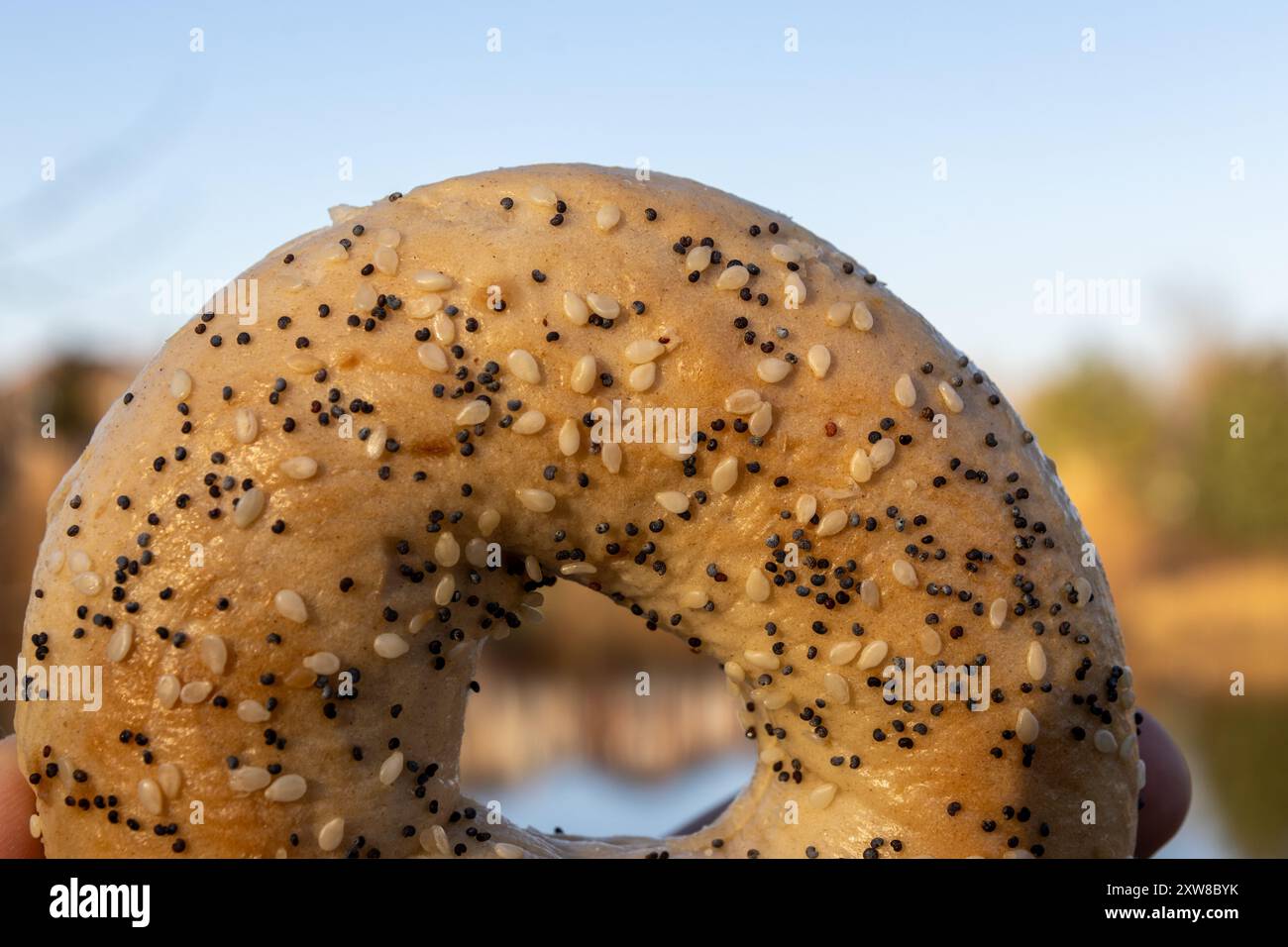 Close-up of a sesame seed bagel held against a blurred natural backdrop - showcasing the texture and detail. Taken in Toronto, Canada. - Stock Image