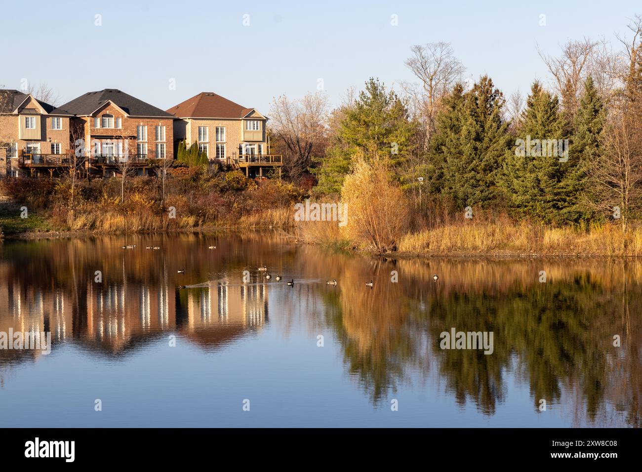 Sunset-lit suburban homes reflect on a calm pond, flanked by autumnal trees and visited by a flock of geese. Taken in Toronto, Canada. - Stock Image