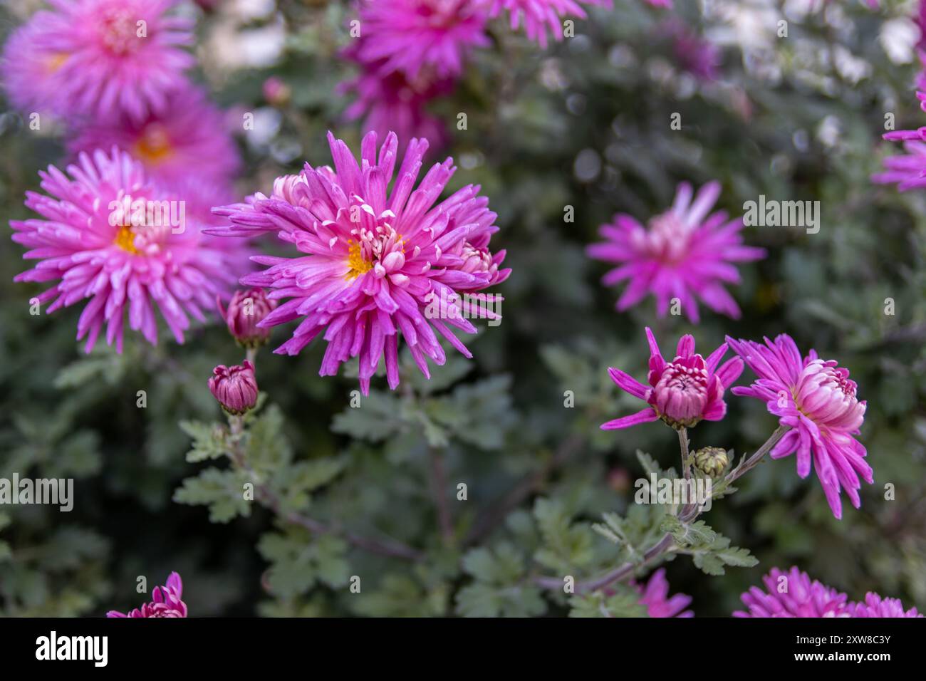 Vibrant purple chrysanthemums in full bloom - set against a soft-focus backdrop of green foliage. Taken in Toronto, Canada. - Stock Image