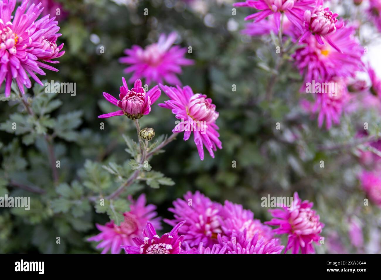 Vibrant purple chrysanthemums in full bloom - set against a soft-focus backdrop of green foliage. Taken in Toronto, Canada. - Stock Image
