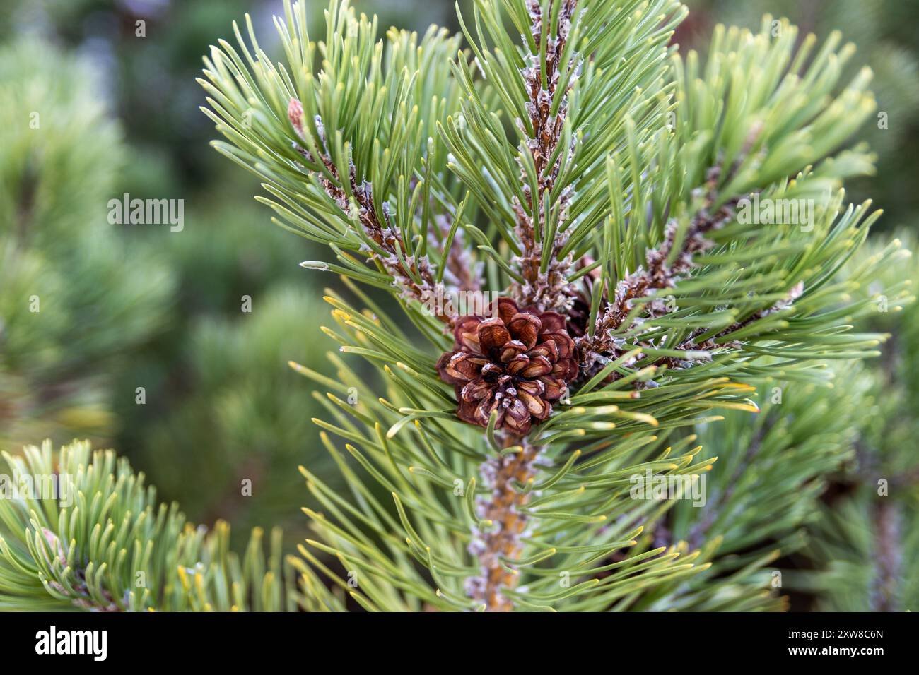 Vibrant green pine needles frame a central, brown pine cone - coniferous flora. Taken in Toronto, Canada. - Stock Image