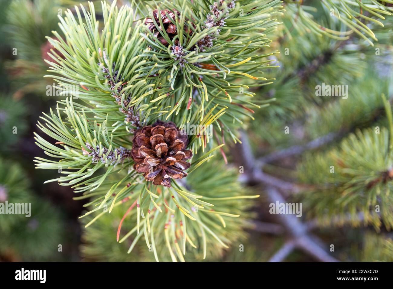 Vibrant green pine needles frame a central, brown pine cone - coniferous flora. Taken in Toronto, Canada. - Stock Image