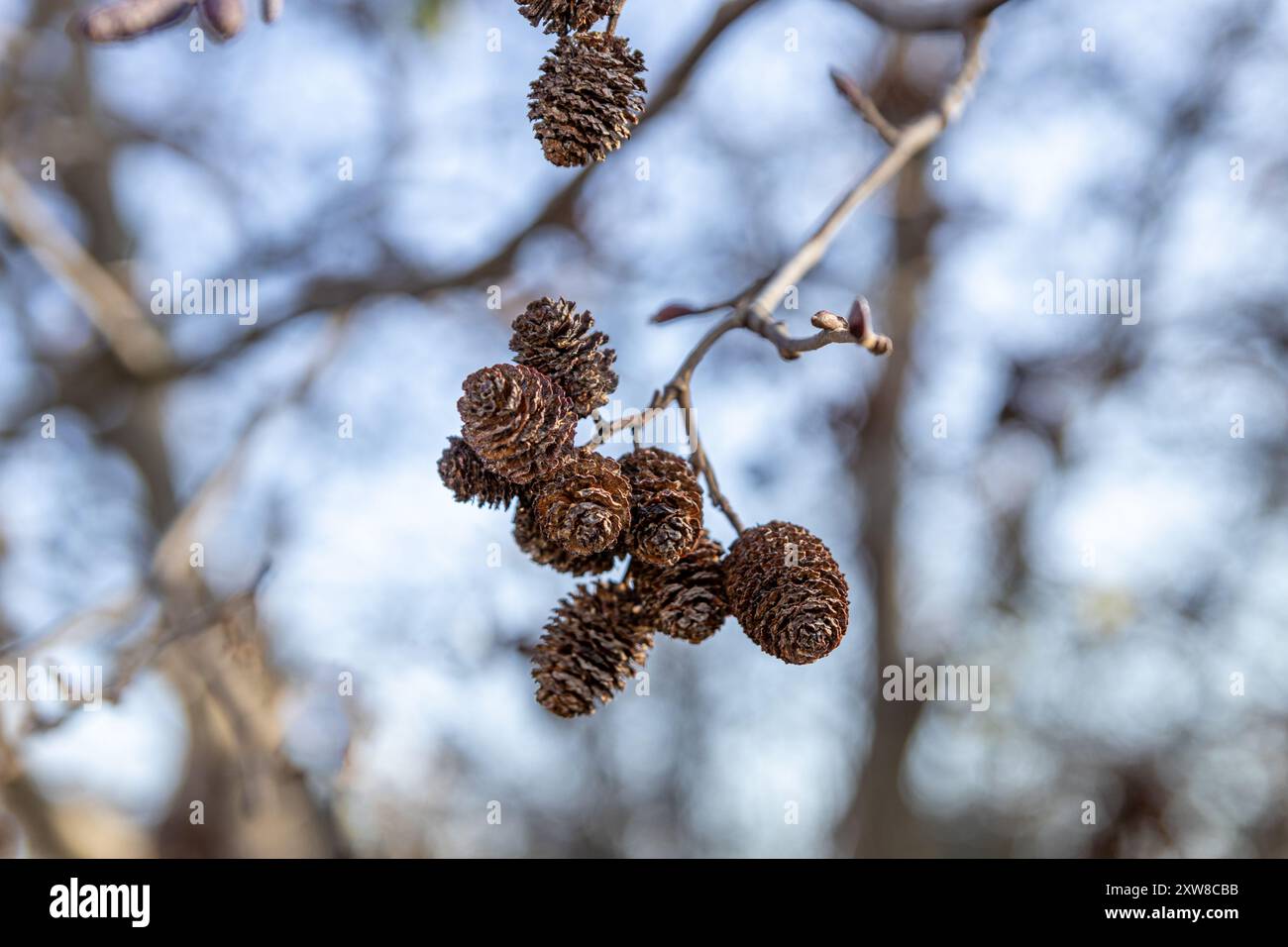 Sunlit brown alder cones hanging from a bare branch against a soft-focus blue sky backdrop. Taken in Toronto, Canada. - Stock Image
