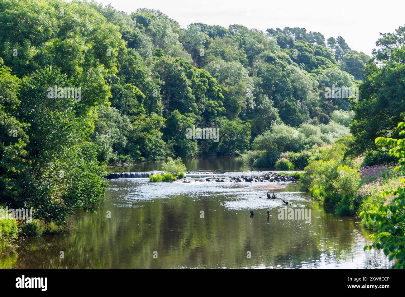 Warkworth ford on the River Coquet, Warkworth, Northumberland, England Stock Photo