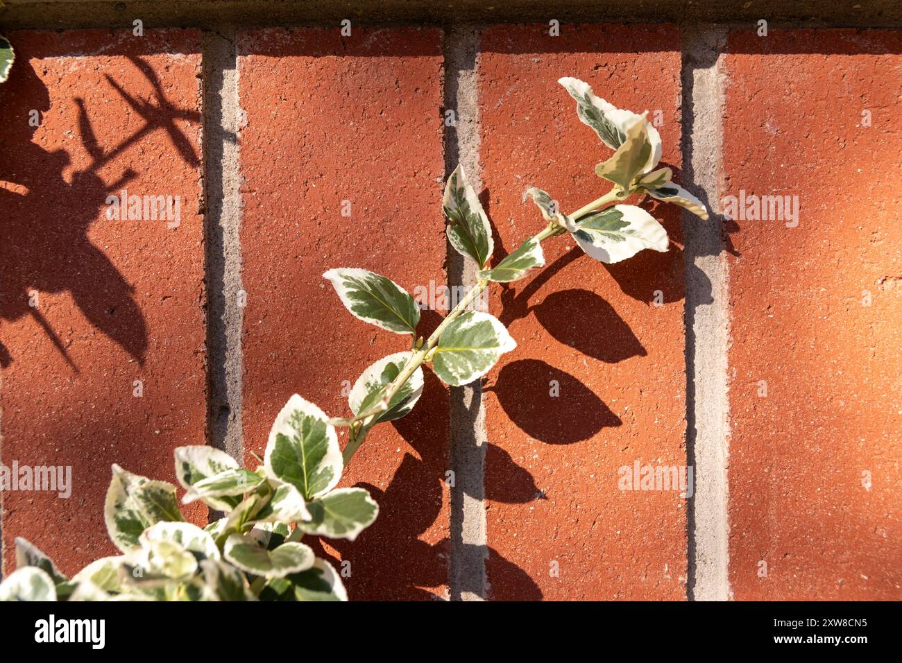 Sunlit variegated ivy plant climbing a textured red brick wall, casting a crisp shadow. Taken in Toronto, Canada. - Stock Image