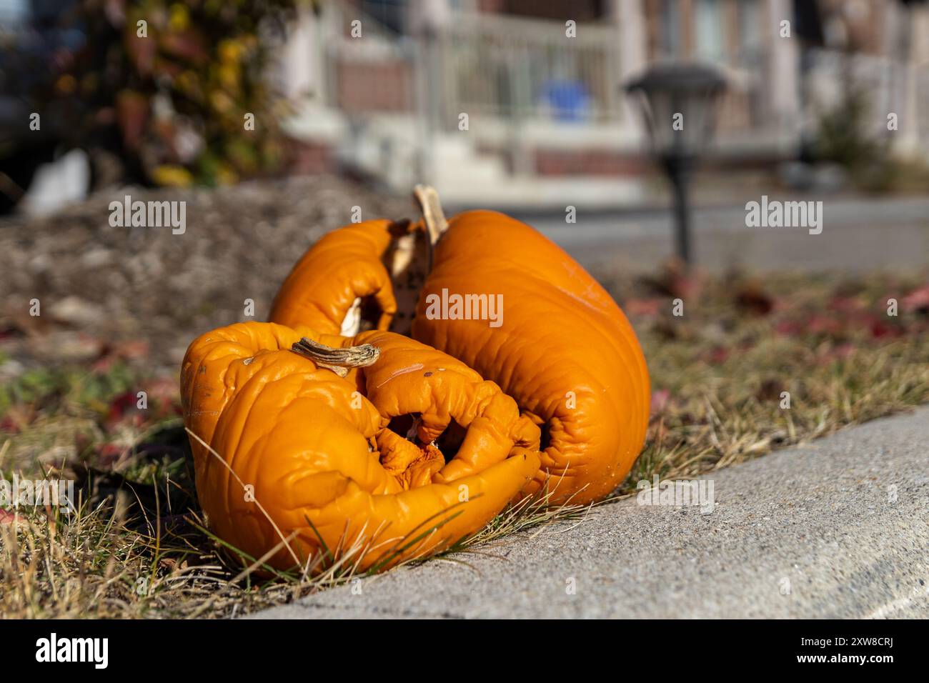 Autumnal scene with two deflated rotting, orange pumpkins on a suburban sidewalk - seasonal decay -residential backdrop. Taken in Toronto, Canada. - Stock Image
