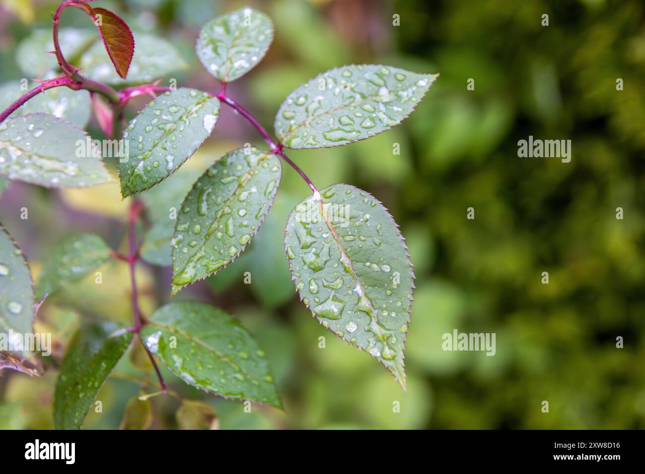Vibrant green leaves with glistening water droplets - after rainfall. Taken in Toronto, Canada. - Stock Image
