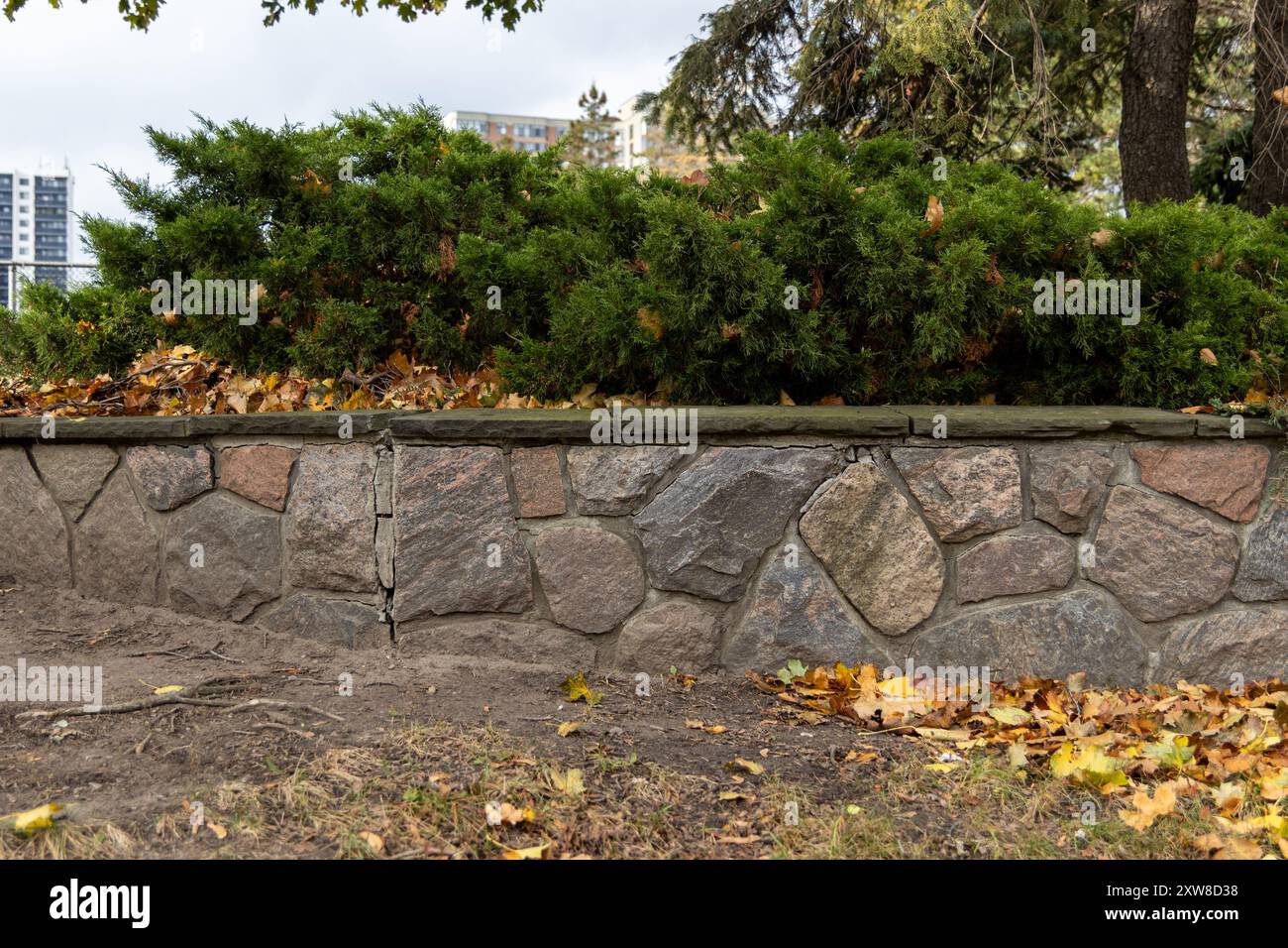 Autumn leaves scattered at the base of a manicured evergreen hedge, against a stone retaining wall, city skyline and trees in background. Taken in Tor - Stock Image