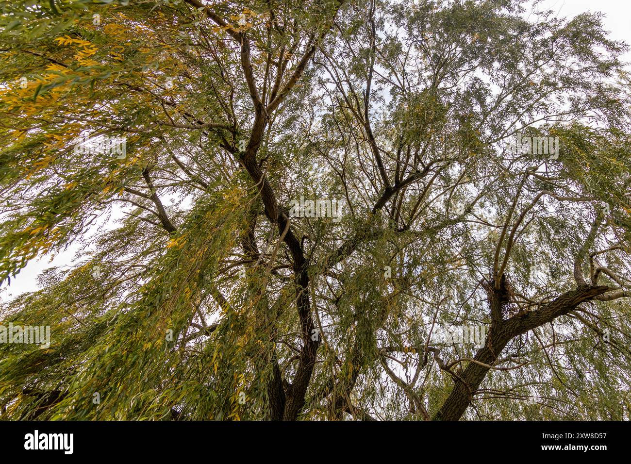 Sunlight filters through the dense foliage of a mature willow tree, cloudy sky. Taken in Toronto, Canada. - Stock Image