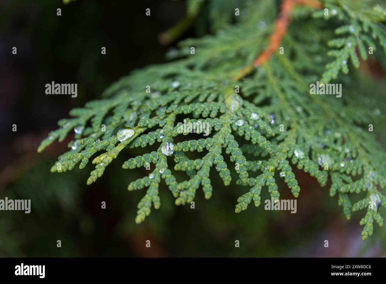 Vibrant green fern leaves glistening with dewdrops - close-up shot capturing intricate patterns and textures of nature. Taken in Toronto, Canada. - Stock Image