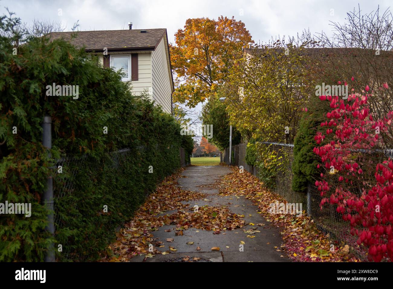 Autumnal suburban alley flanked by green hedges and a red-leafed bush, scattered yellow leaves on pavement. Taken in Toronto, Canada. - Stock Image