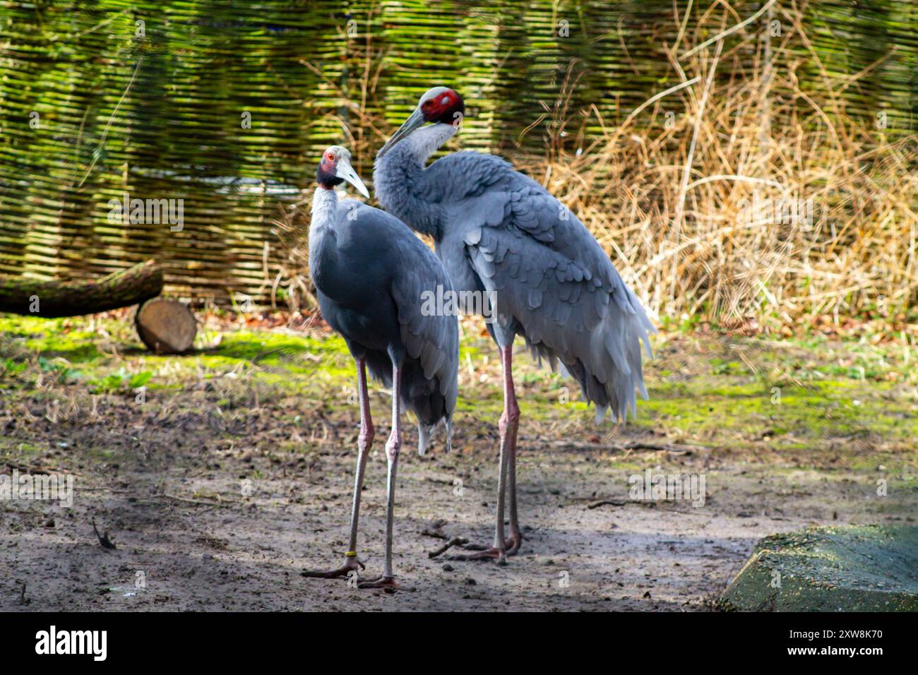 Two Elegant Cranes Standing In A Natural Setting Showcasing Their Long
