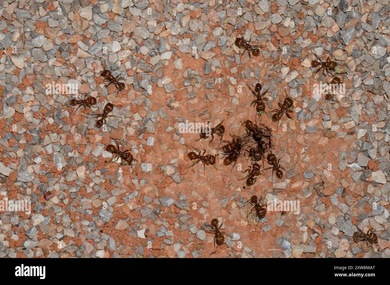 Red Harvester Ants, Pogonomyrmex barbatus, at nest Stock Photo