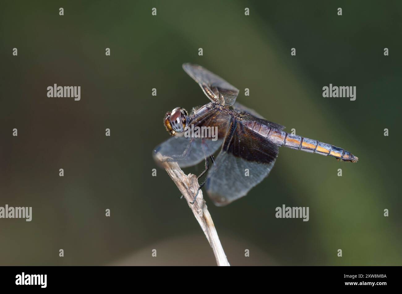 Widow Skimmer, Libellula luctuosa, female Stock Photo - Alamy