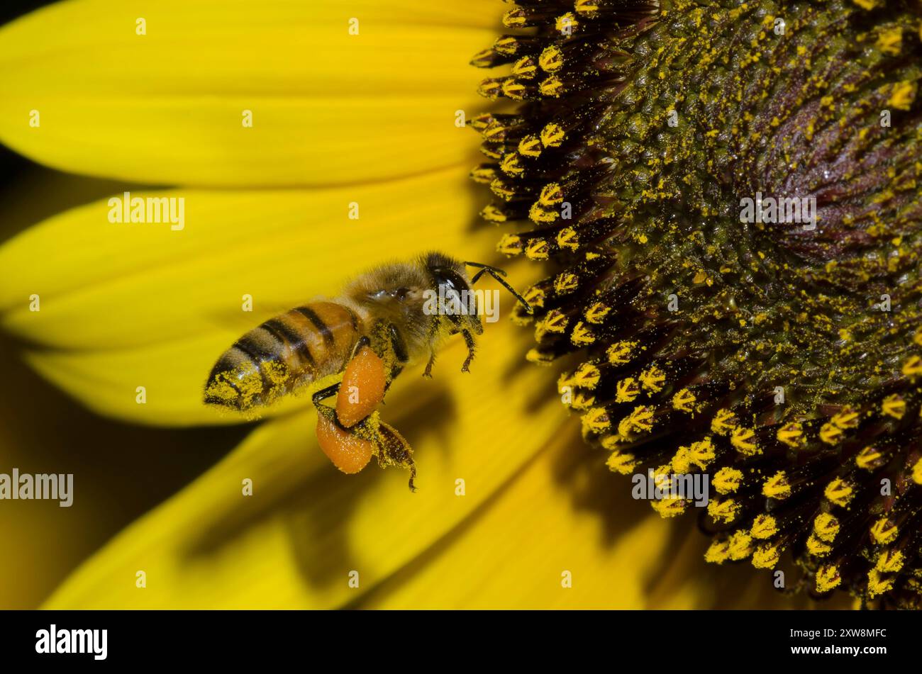 Pollen sacs hi-res stock photography and images - Alamy