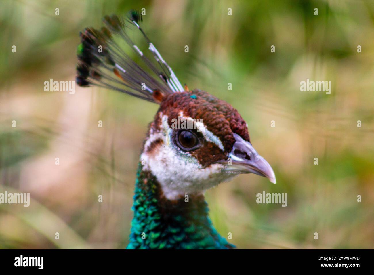 Close-up of a peacock's head showcasing its colorful feathers and distinctive crest. Stock Photo