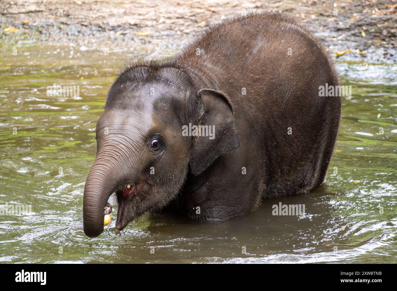 Elephant Baby have fun while taking a bath Stock Photo