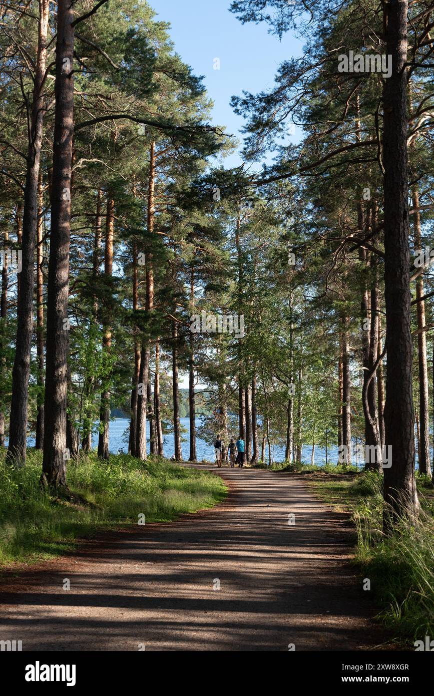 Person walking on a rural road in the forest near lake. People active outdoors. Healthy lifestyle. Kuopio Finland Stock Photo