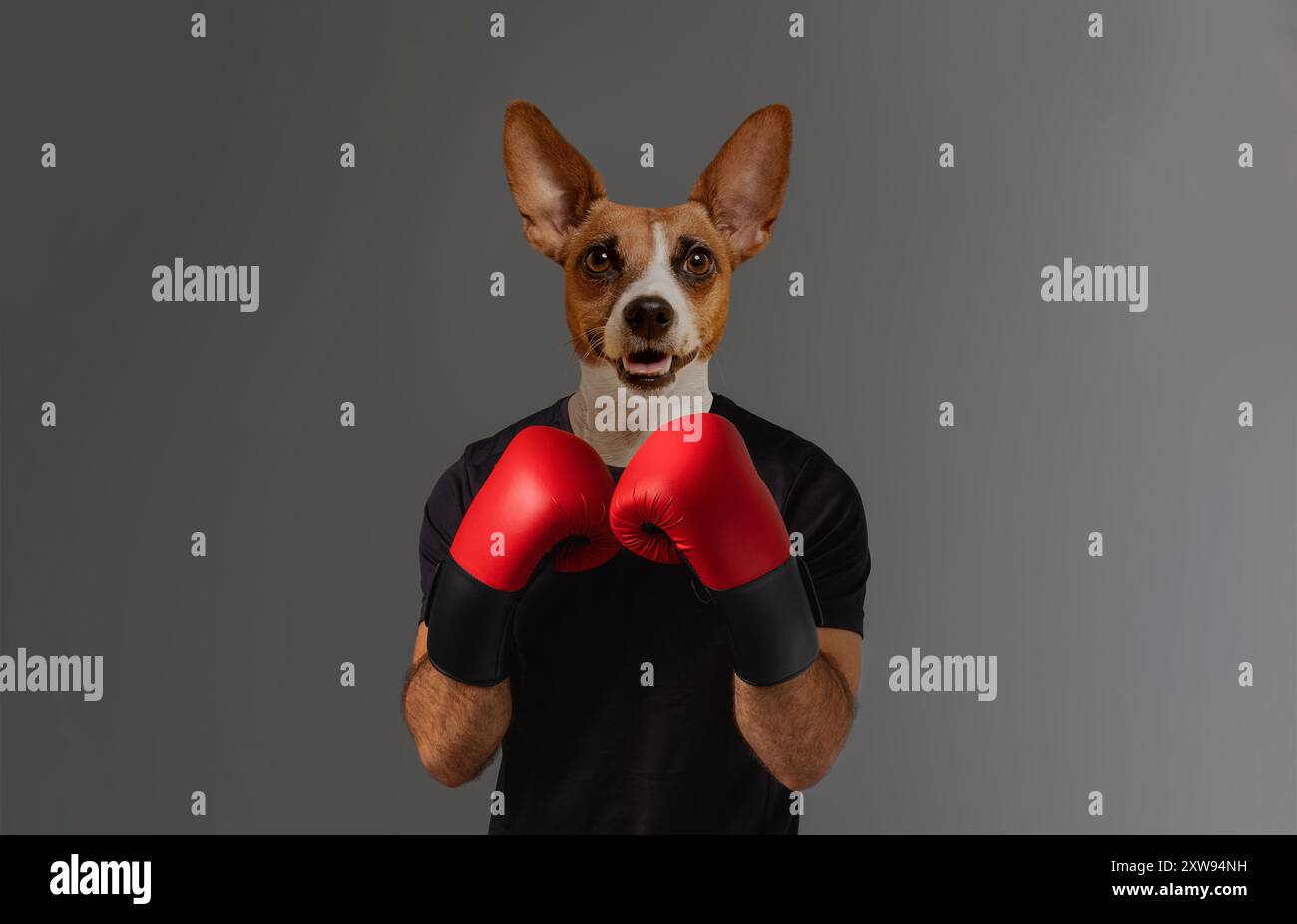 Dog wearing boxing gloves sale