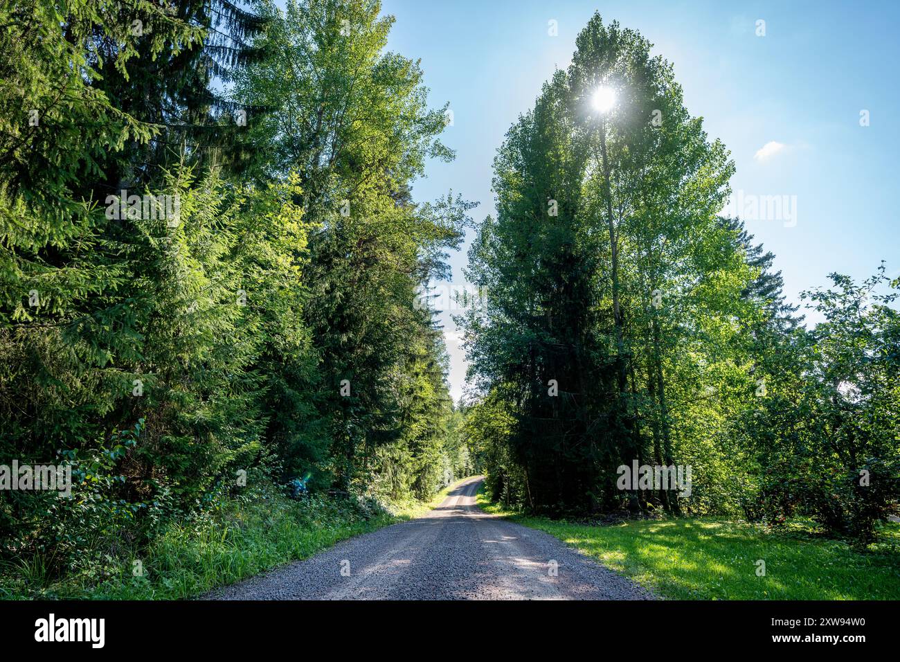 Finnish Forest | Towel