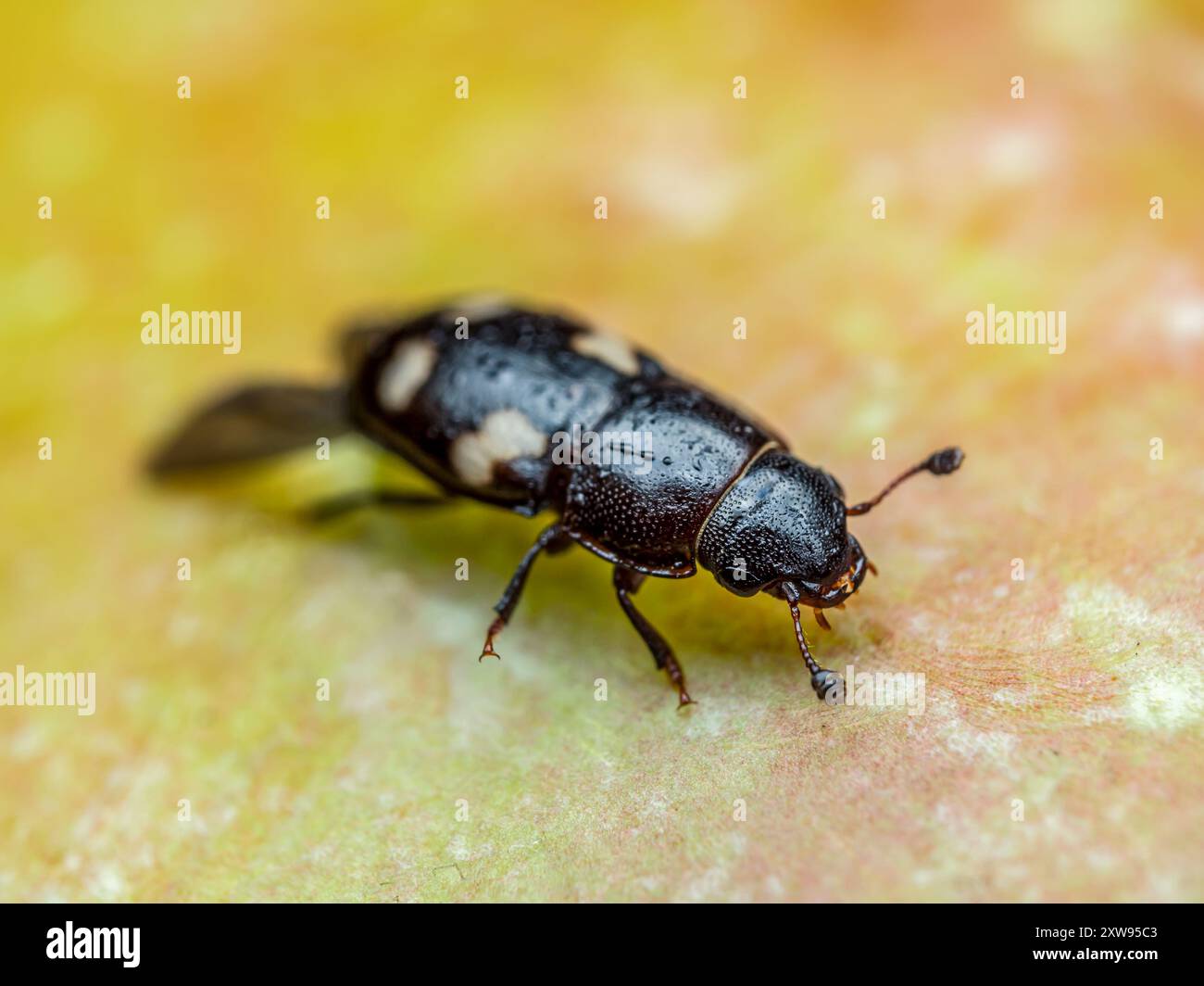 Closeup shot of Four-spotted Sap Beetle on apple skin Stock Photo