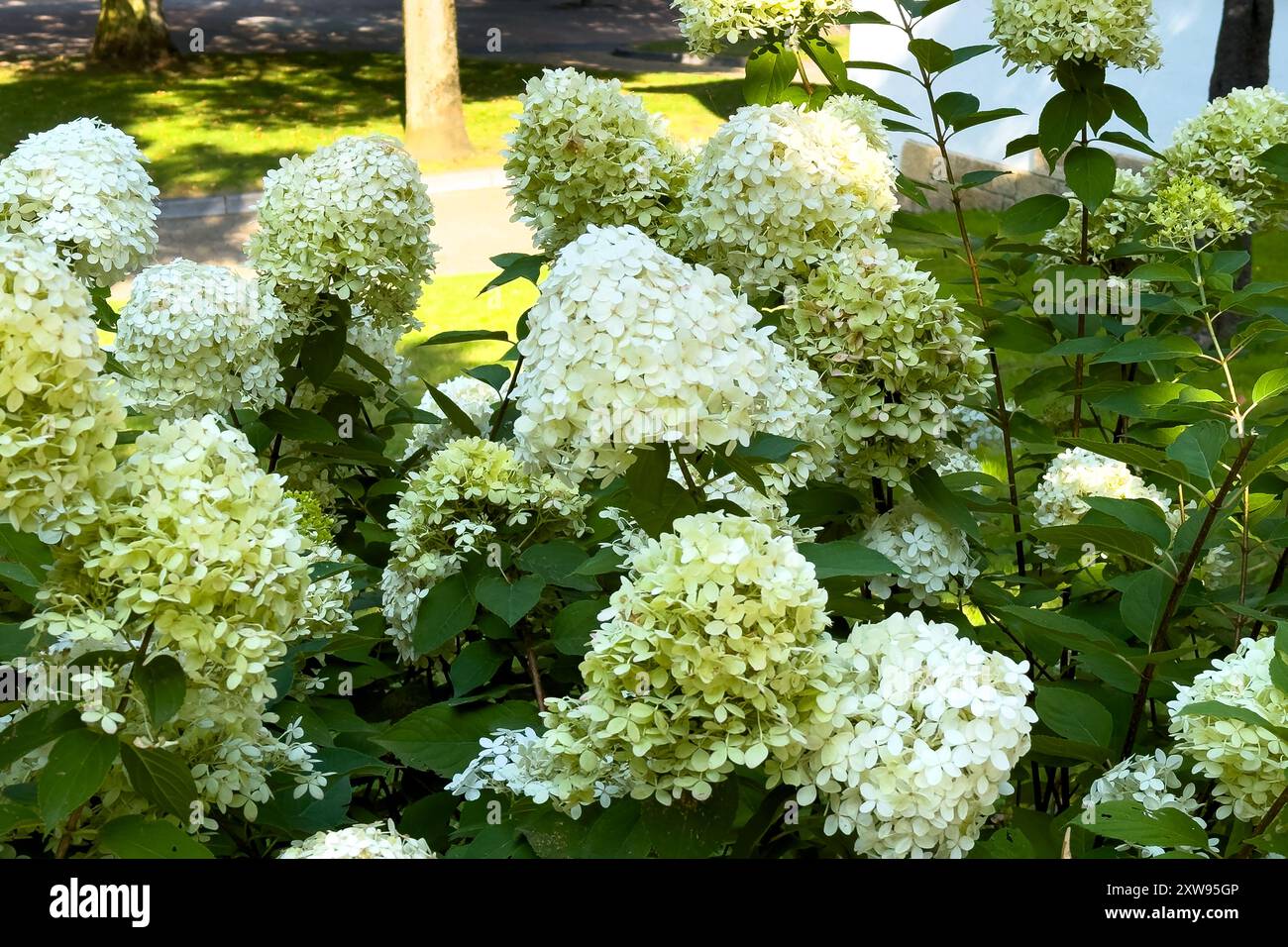 Blooming hydrangea paniculata plant with many delicate beautiful white ...