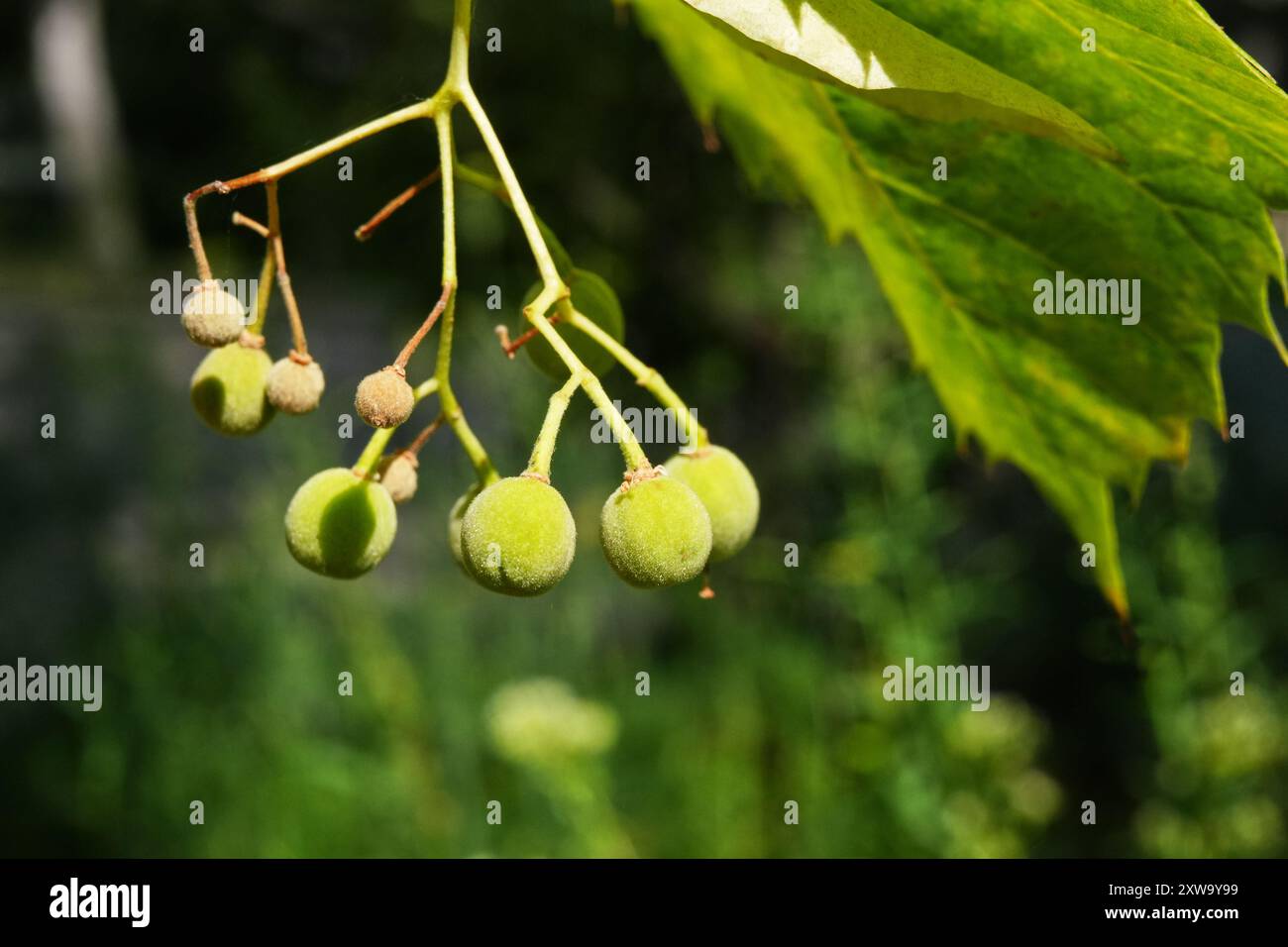 Linden fruits developing on the tree Stock Photo