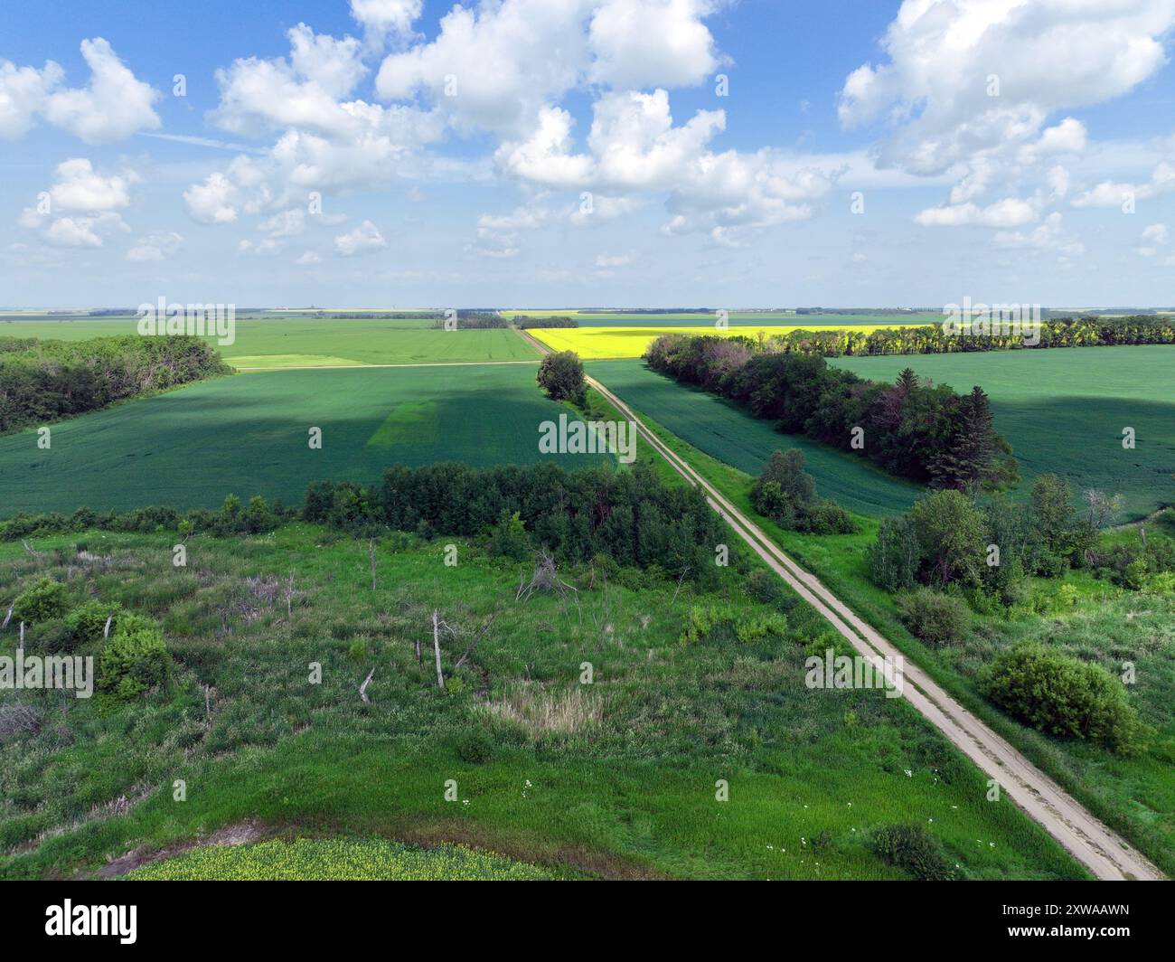 Bushland and windbreaks with canola, barley and wheat fields in the distance Stock Photo