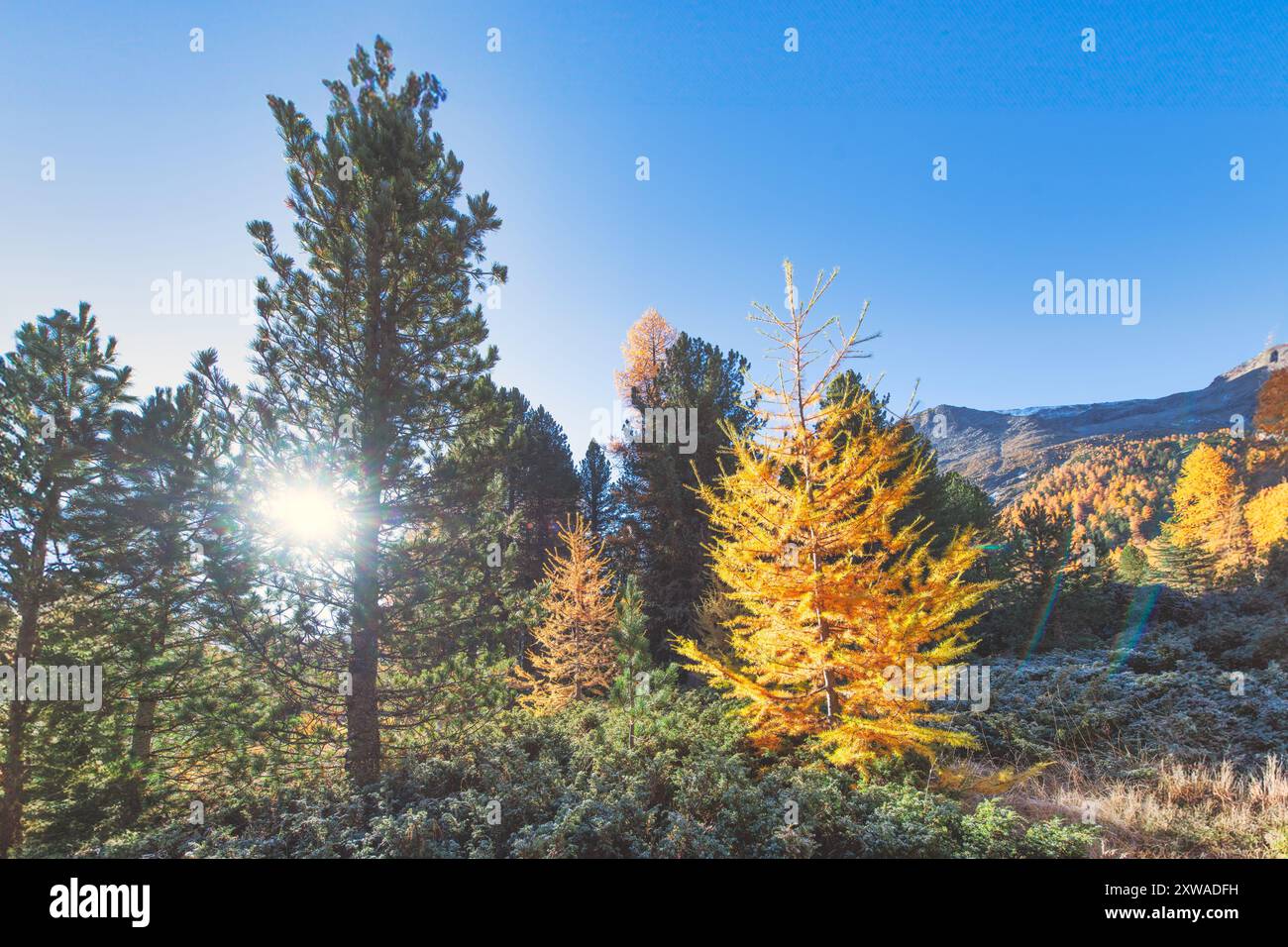 Alp plants hi-res stock photography and images - Alamy