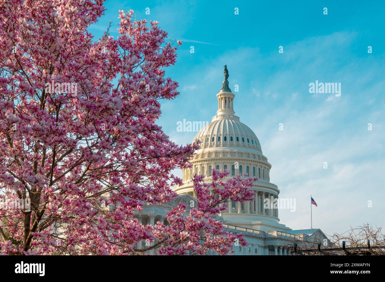 Capitol building at spring blossom magnolia tree, Washington DC. U.S ...