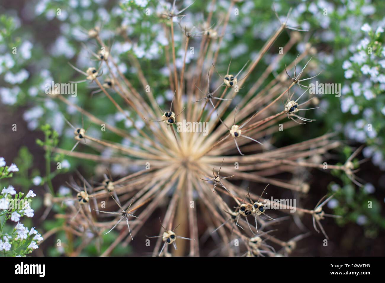 Allium seeds umbel close-up on the blurred white misty calamint flowers background. Decorative onion round seeds head with star shaped fruits. Stock Photo