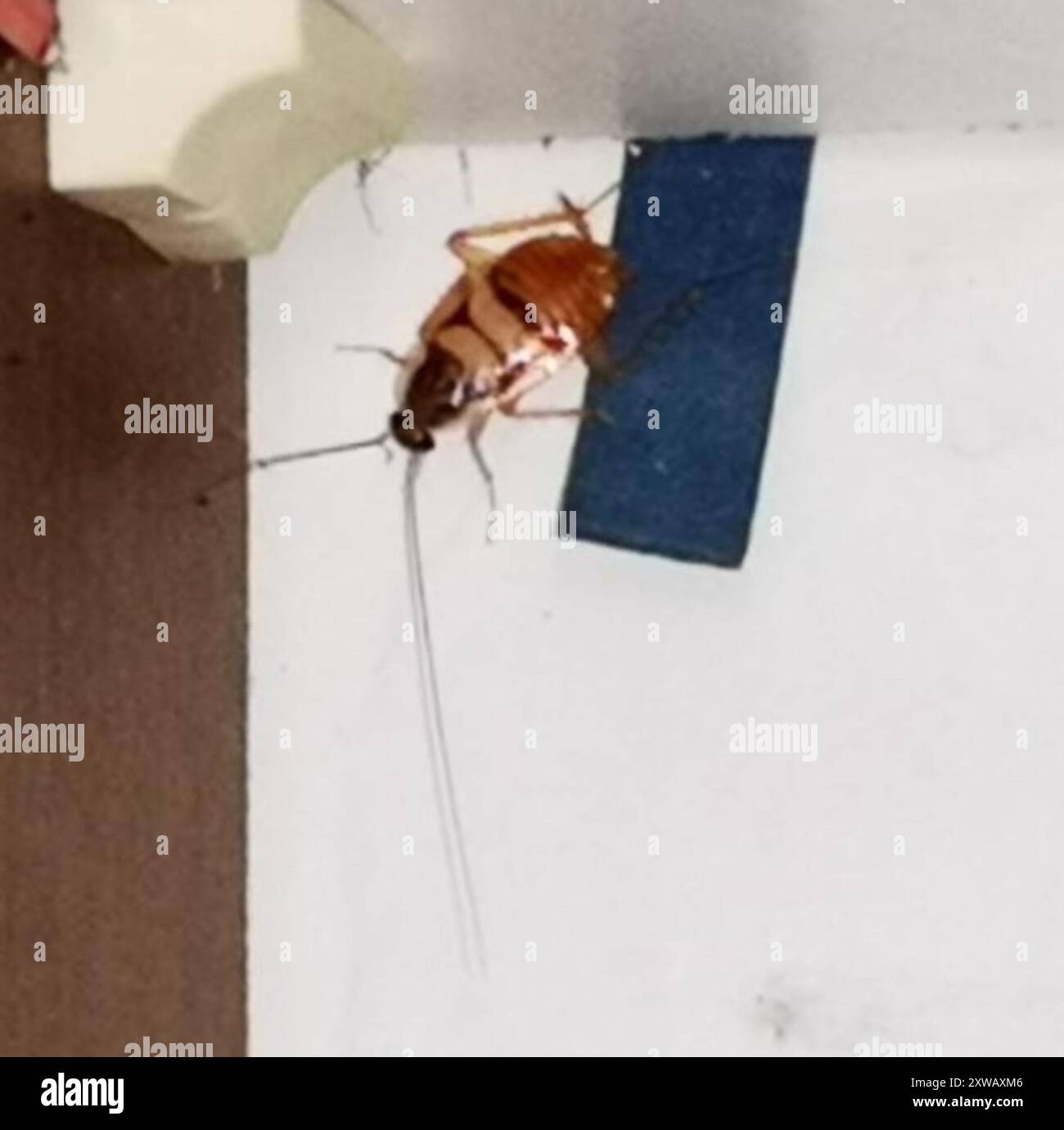 Found a Baby Cockroach? It's Time to Act FAST! - Cockroach Facts, image size:1300x1380