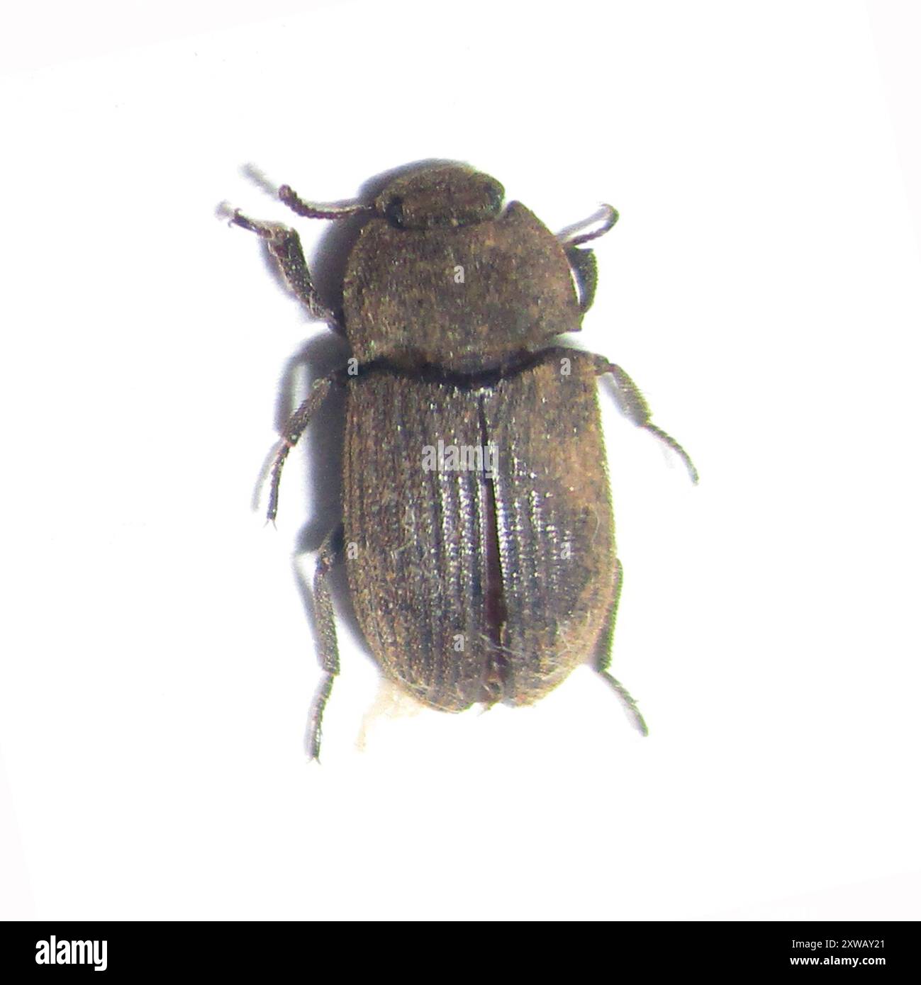 Dusty Insect Dusty Surface Beetles (Gonocephalum) Insecta Stock Photo - Alamy