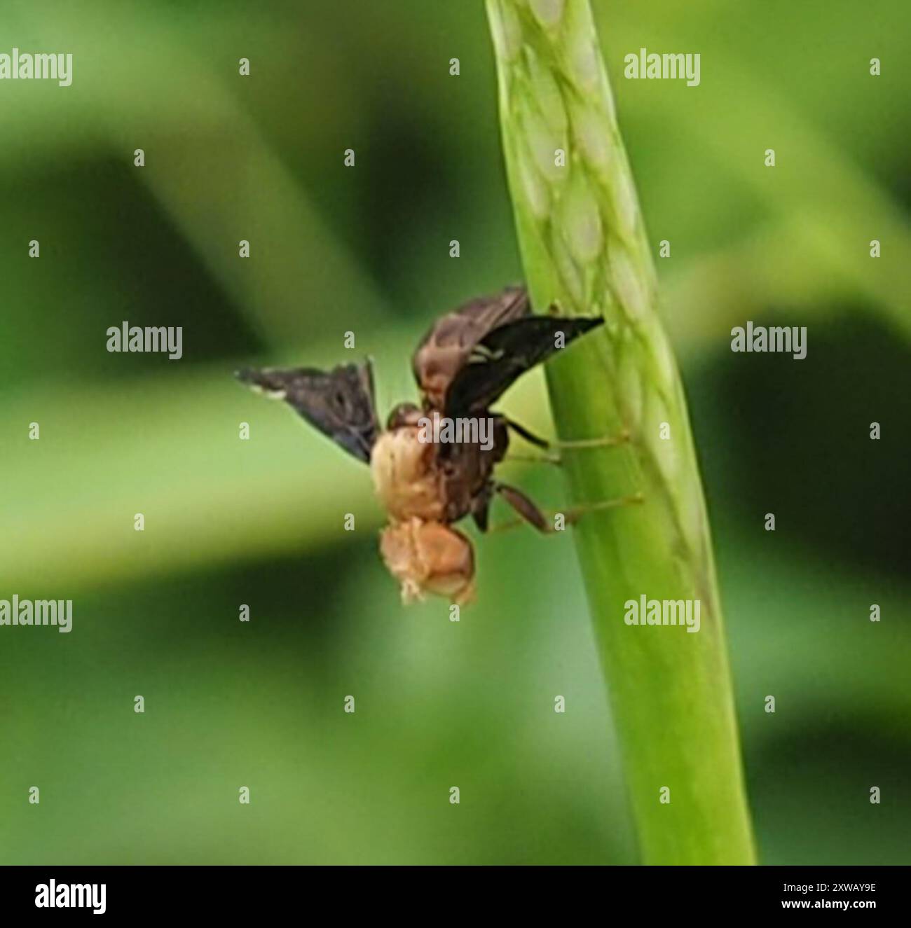 Fruit, Signal, and Picture-winged Flies (Tephritoidea) Insecta Stock ...