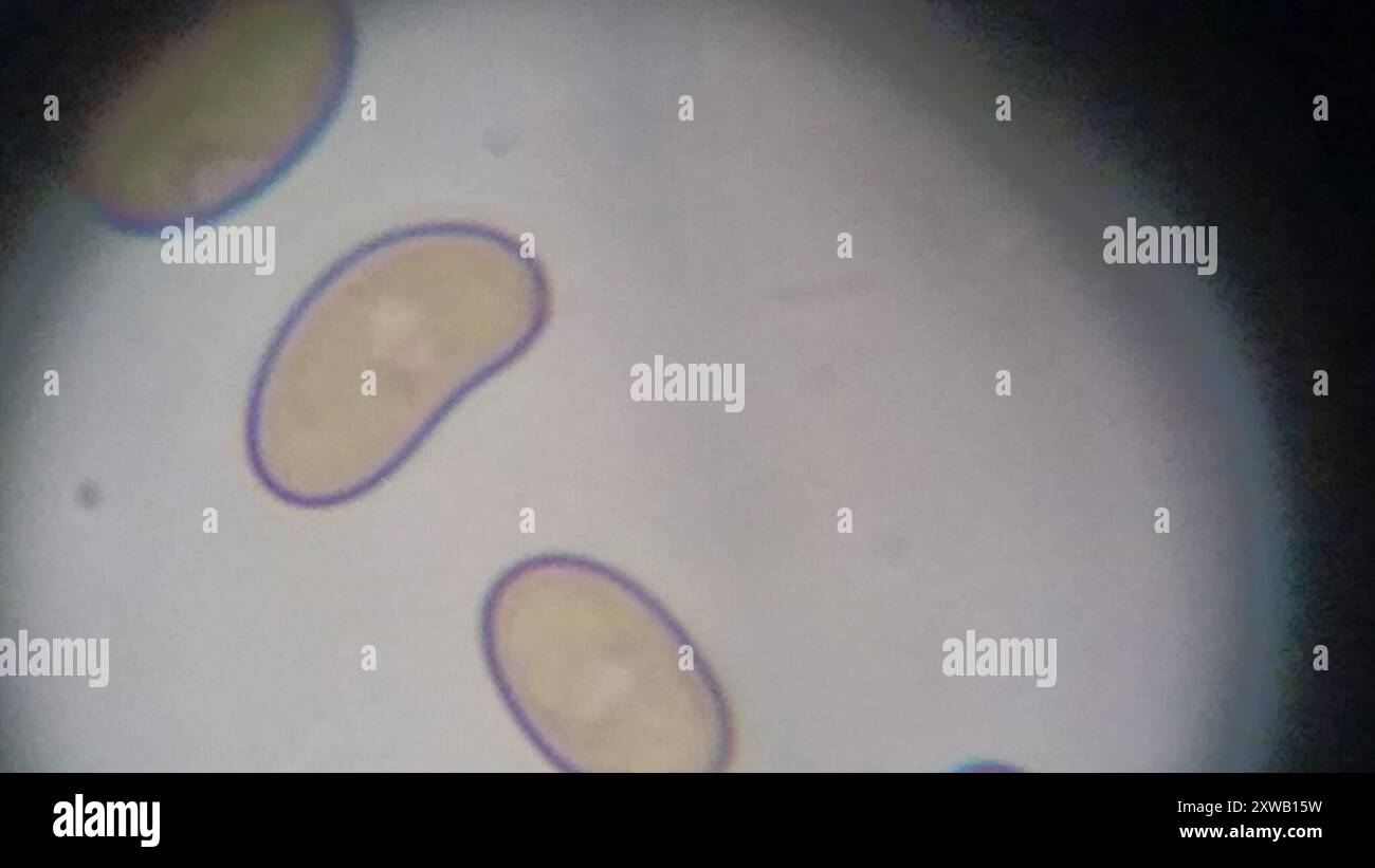 Fiber Caps (Inocybe) Fungi Stock Photo - Alamy